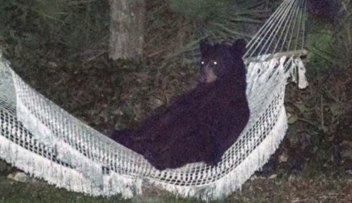 bear in a hammock